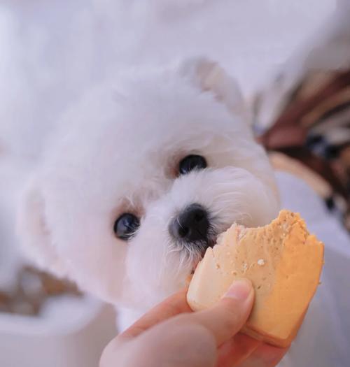 比熊幼犬误食鸡肝怎么办？会有健康风险吗？