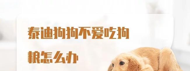 泰迪突然拒食狗粮偏好零食是何原因？