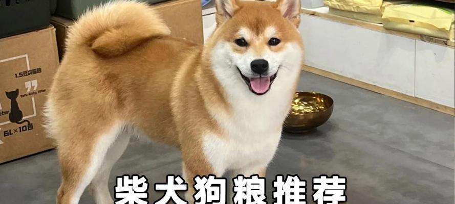 10公斤柴犬每次应喂多少狗粮？