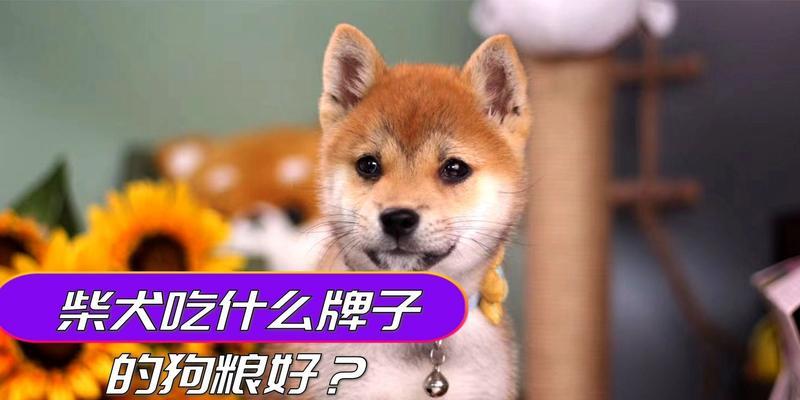 两个半月大的柴犬每天应该喂多少狗粮？如何确定合适的喂食量？