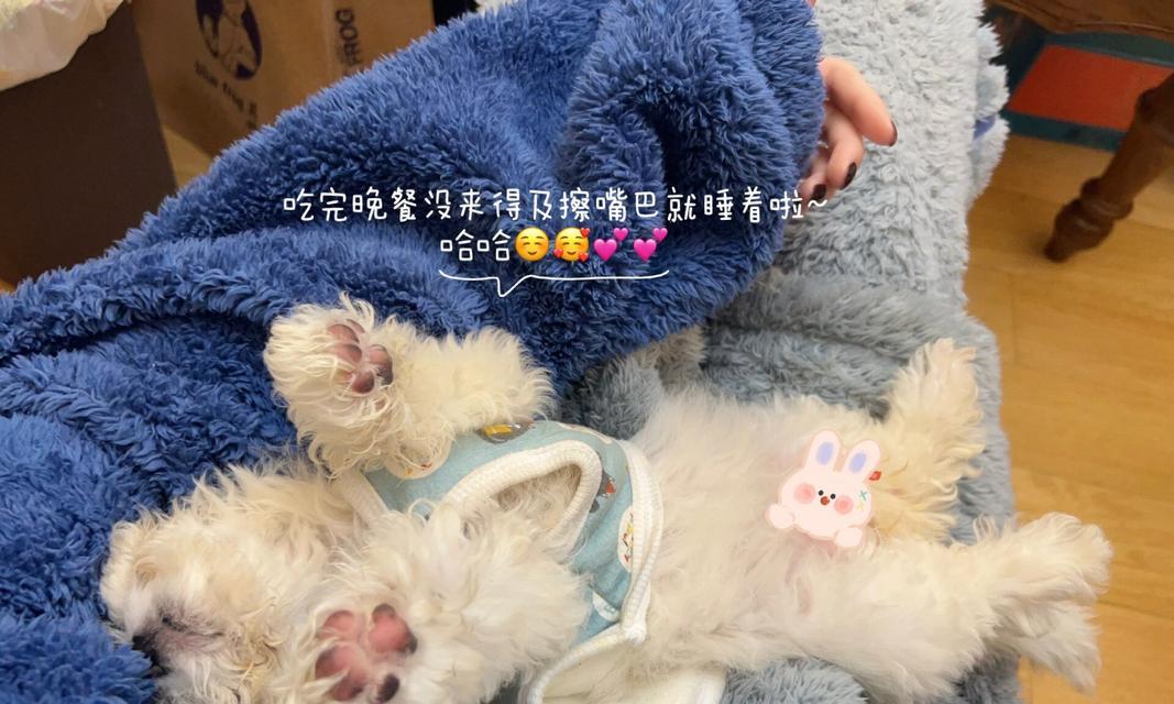 三个月大的比熊一天喂食几次最适宜？