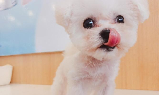 两个月的比熊是否需要笼养？如何正确饲养幼年比熊？