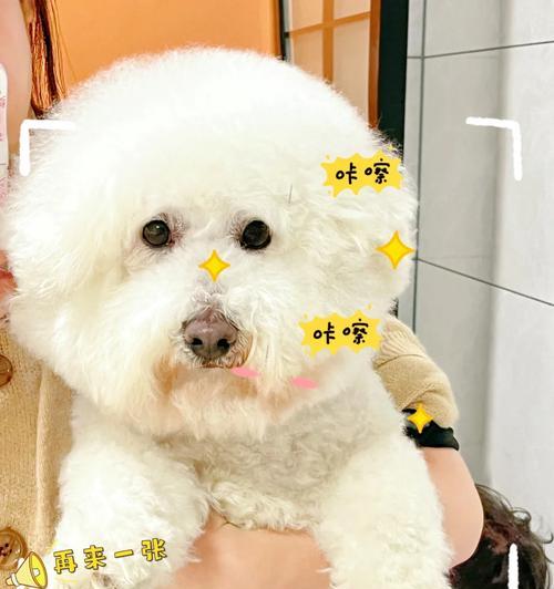 比熊吃骨头呕吐拉血水怎么办？有哪些小妙招可以解决？