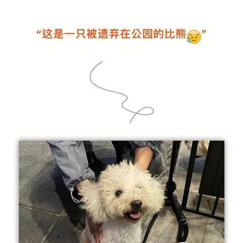 比熊吃骨头呕吐拉血水怎么办？有哪些小妙招可以解决？