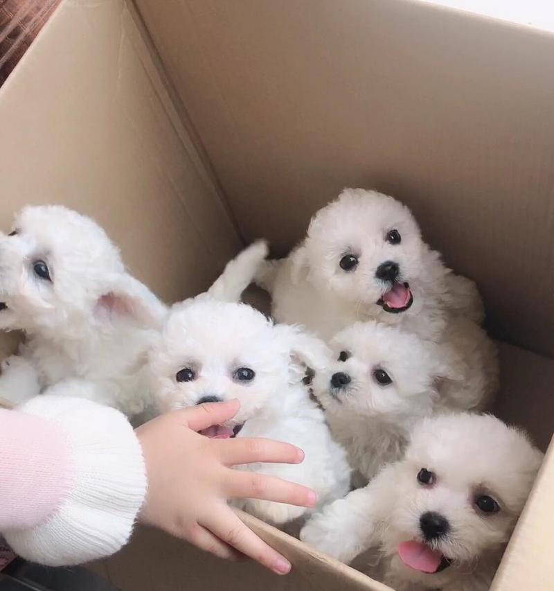 三个半月比熊可以吃鸡蛋黄吗？有何影响？