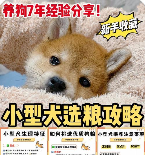 比熊多吃狗粮会怎样？正确的喂养方法是什么？