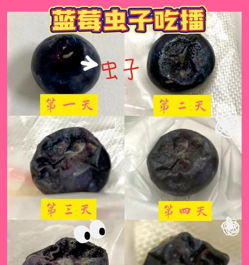 比熊过量进食需要断食吗？如何处理食量过大？