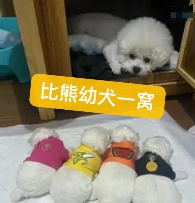 比熊幼犬吃生牛骨安全吗？