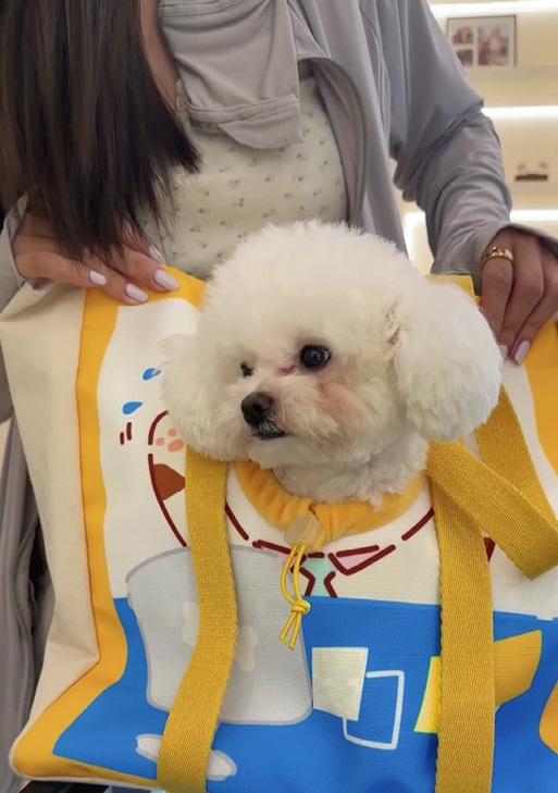 比熊幼犬吃生牛骨安全吗？
