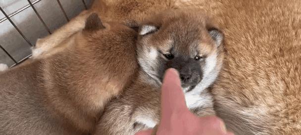 柴犬喂食标准是什么？2个半月需要多少狗粮？