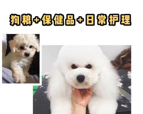比熊每月吃蛋黄几次算正常？蛋黄对比熊健康有何影响？