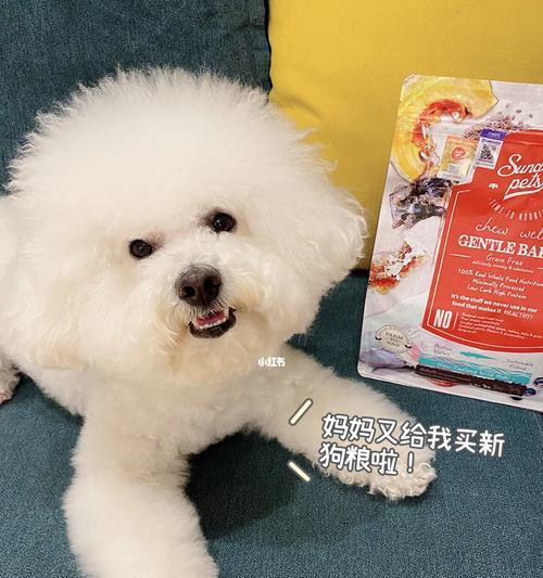 比熊犬两个月大能吃蛋黄吗？为何拒食狗粮？