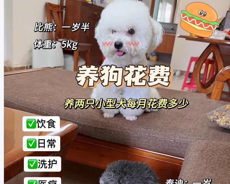 比熊犬两个月大能吃蛋黄吗？为何拒食狗粮？