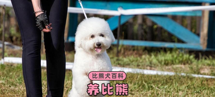 比熊犬吃煮鸭肉的利弊？