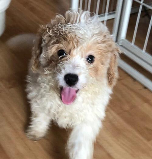 比熊犬吃的鸭肝是什么品种？如何选择最健康的一种？