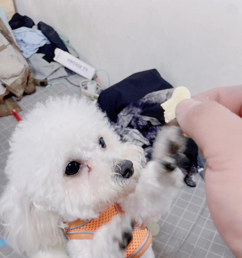 比熊犬吃的鸭肝是什么品种？如何选择最健康的一种？