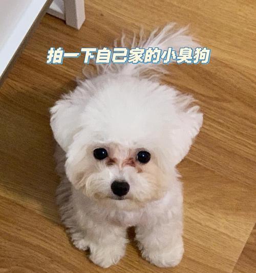 比熊幼犬适合哪种狗粮？哪种能减少泪痕？