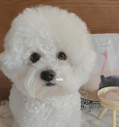 成年比熊犬每天需要多少饮水量？如何确保充足水分？