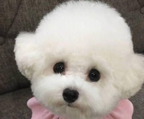 成年比熊犬每天需要多少饮水量？如何确保充足水分？
