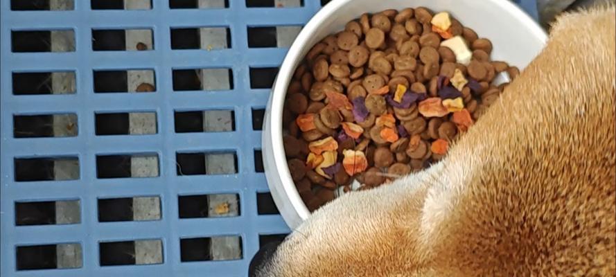 柴犬幼犬每日狗粮推荐量是多少？