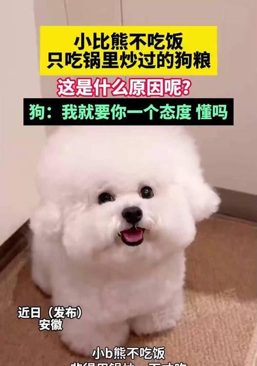 比熊更适合吃硬狗粮还是泡鸡粮？
