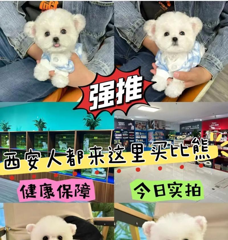 比熊吃完包菜后能吃香蕉吗？这两种食物对狗狗有何影响？