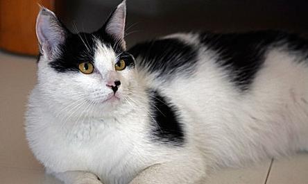 花猫是家畜还是宠物？有什么区别？