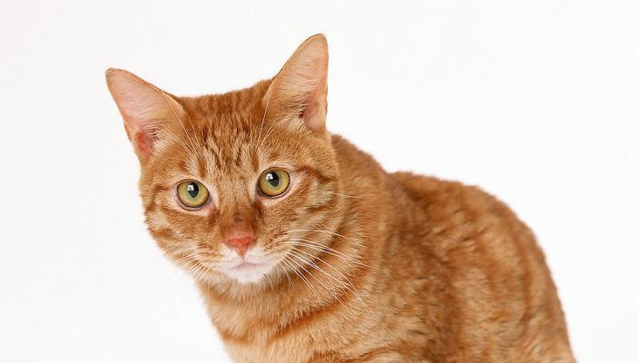 花猫是家畜还是宠物？有什么区别？