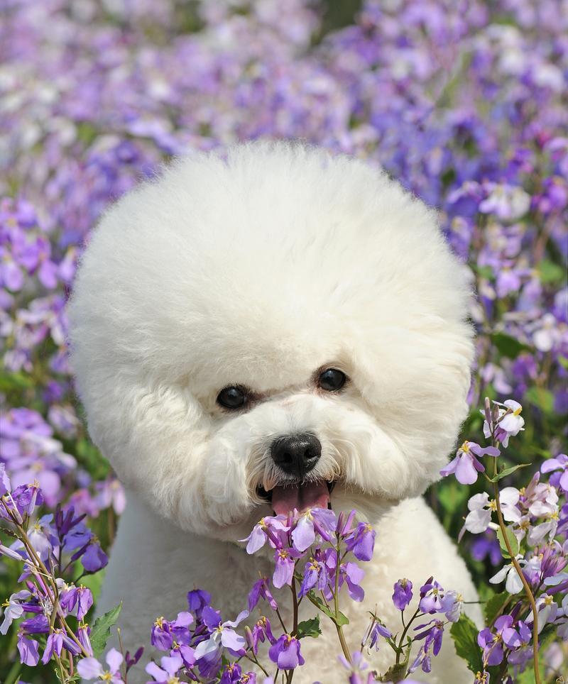 比熊犬为何不宜吃米饭？