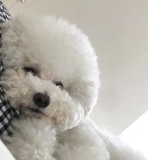 比熊犬为何不宜吃米饭？