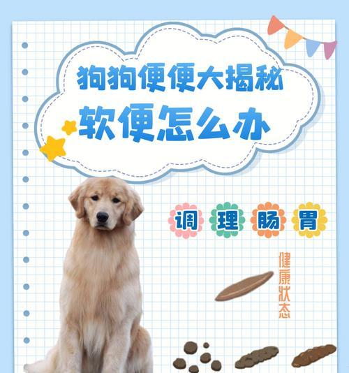 比熊可以吃白灼鱿鱼吗？如何烹饪对狗狗最有益？