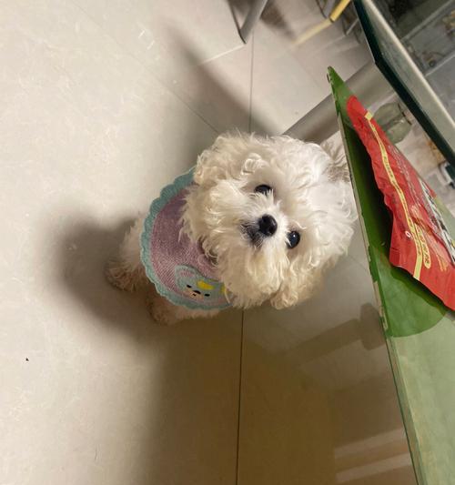 小比熊吃鸡头安全吗？