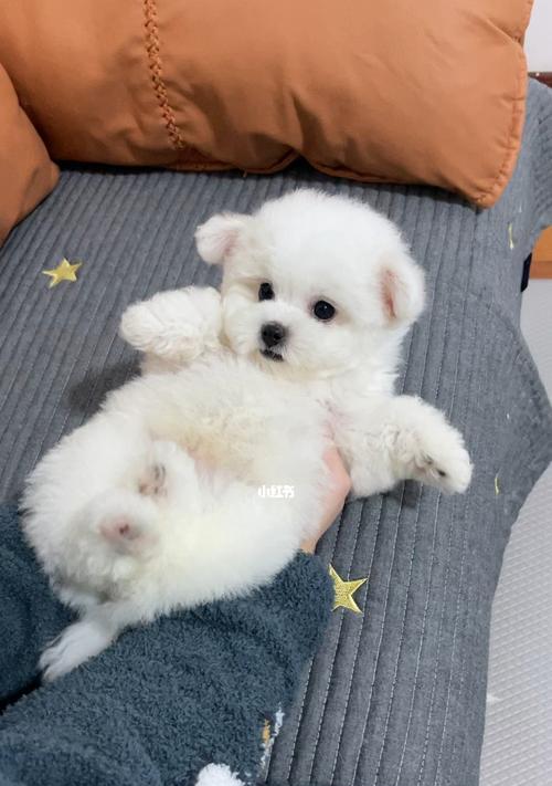 比熊犬何时适宜从笼养转为散养？散养对幼犬成长有何影响？