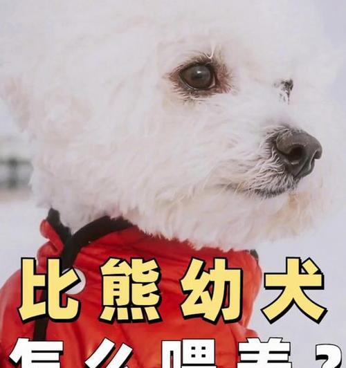 比熊犬何时适宜从笼养转为散养？散养对幼犬成长有何影响？