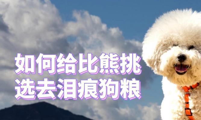 比熊幼犬换干狗粮时应注意什么？如何正确喂食？