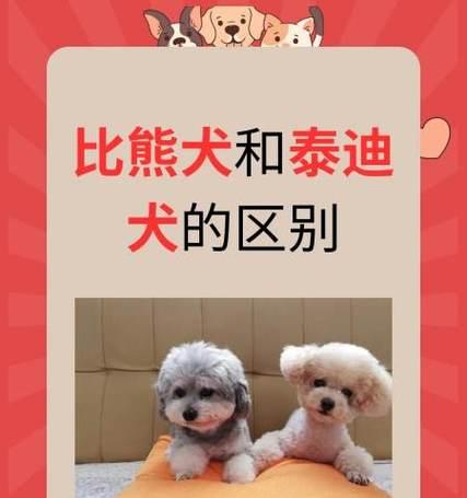 比熊犬食用的鸭肝应该叫什么名字？如何优雅地称呼？