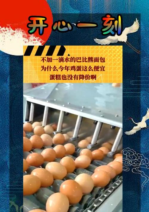 如何正确喂食鸡蛋黄以助于三月比熊消化？