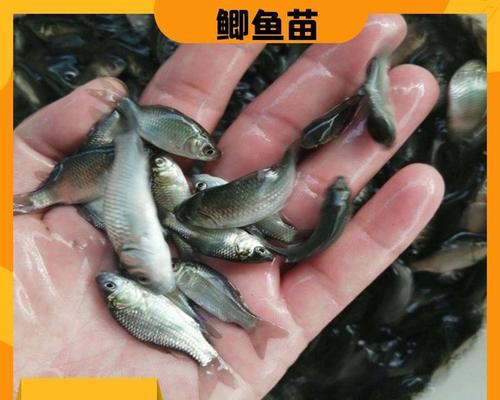 小鲫鱼苗通常在哪些地方出现？如何捕捉？
