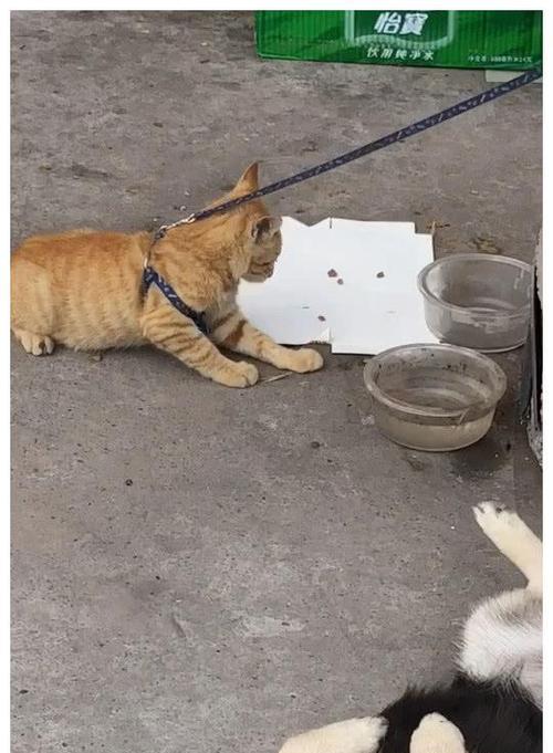 狗偷吃猫粮怎么办？如何防止这种情况发生？
