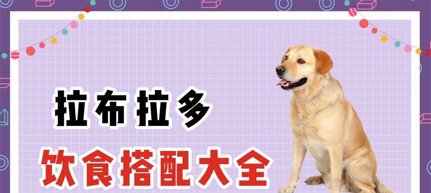 成年泰迪每天应该吃多少食物？如何合理安排饮食？