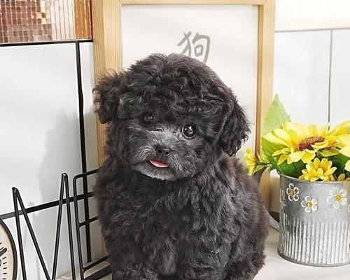 灰泰迪幼犬茶杯的价格是多少？在哪里可以购买灰泰迪幼犬茶杯？