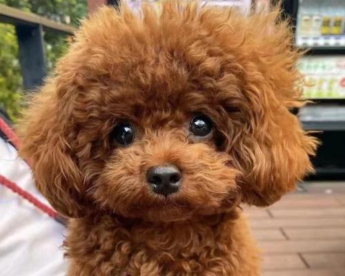 灰泰迪幼犬茶杯的价格是多少？在哪里可以购买灰泰迪幼犬茶杯？