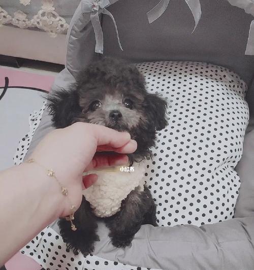 灰泰迪幼犬茶杯的价格是多少？在哪里可以购买灰泰迪幼犬茶杯？