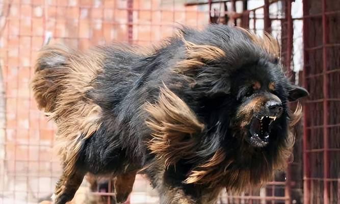 如何经济地养大型犬？有哪些节省成本的养犬技巧？
