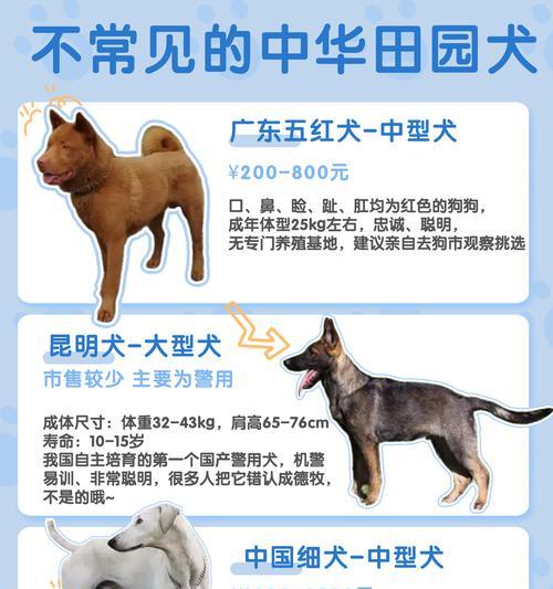 如何经济地养大型犬？有哪些节省成本的养犬技巧？