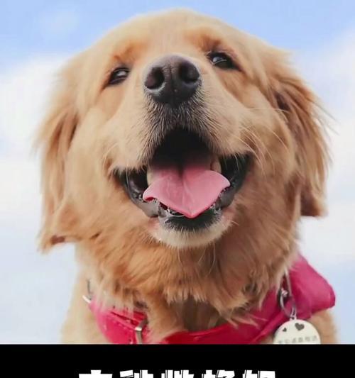 如何经济地养大型犬？有哪些节省成本的养犬技巧？
