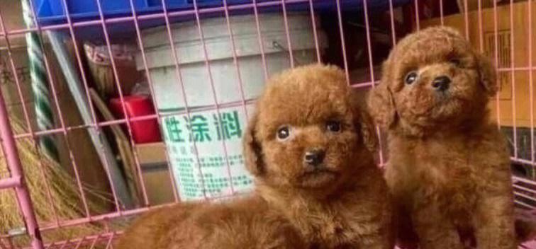在长垣捡到的泰迪犬价格是多少？领养泰迪犬需要哪些手续？