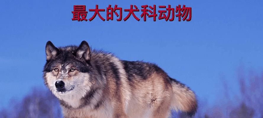 常见的大型犬科动物有哪些？它们的特征是什么？