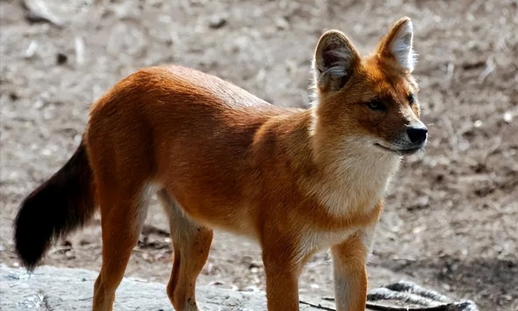 常见的大型犬科动物有哪些？它们的特征是什么？
