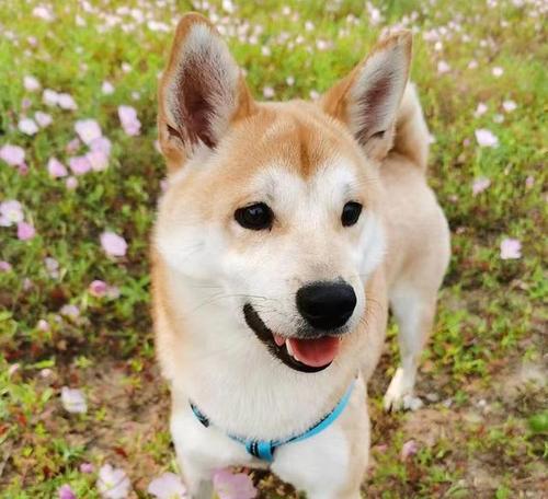 石狮捡到柴犬奖励多少钱？如何联系失主？